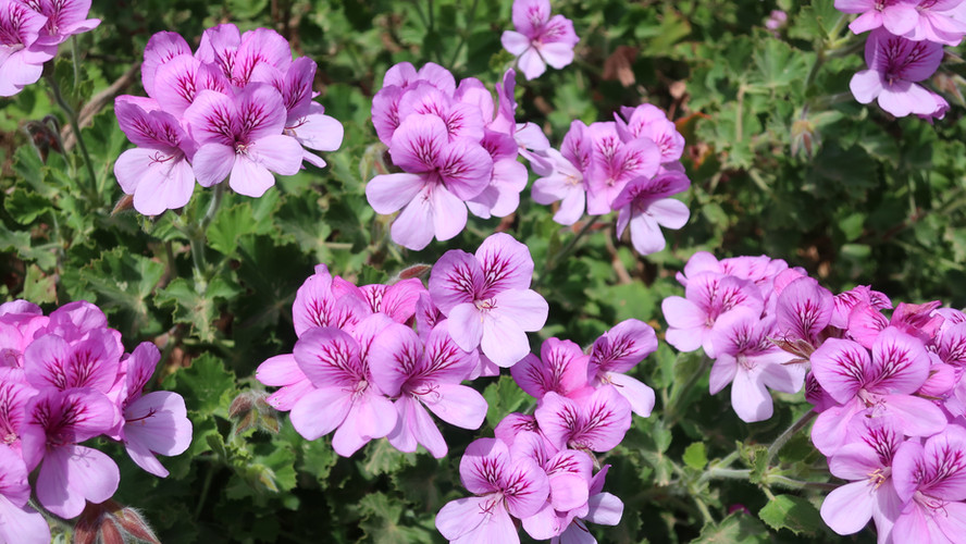 Botanical Beauty: Jardins de Cap Roig