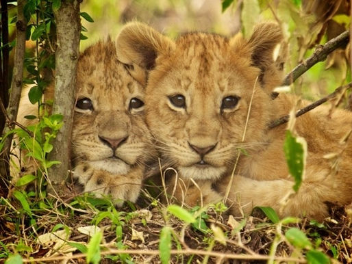 African Safaris Reimagined: Inside the World of AfricanWildlife Expedition Travel with Micato Safaris