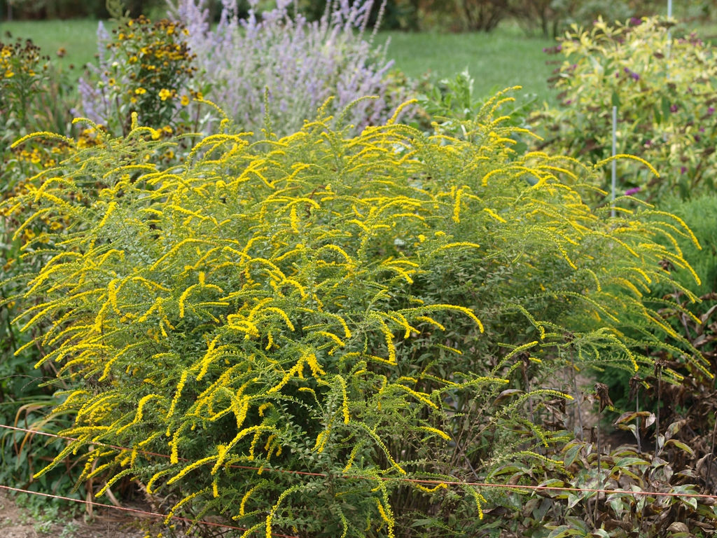 Solidago rugosa 'Fireworks' (wrinkleleaf goldenrod)
