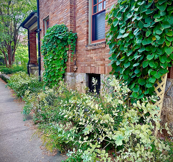 Midtown Greenscape Habitat | Native Landscape Atlanta