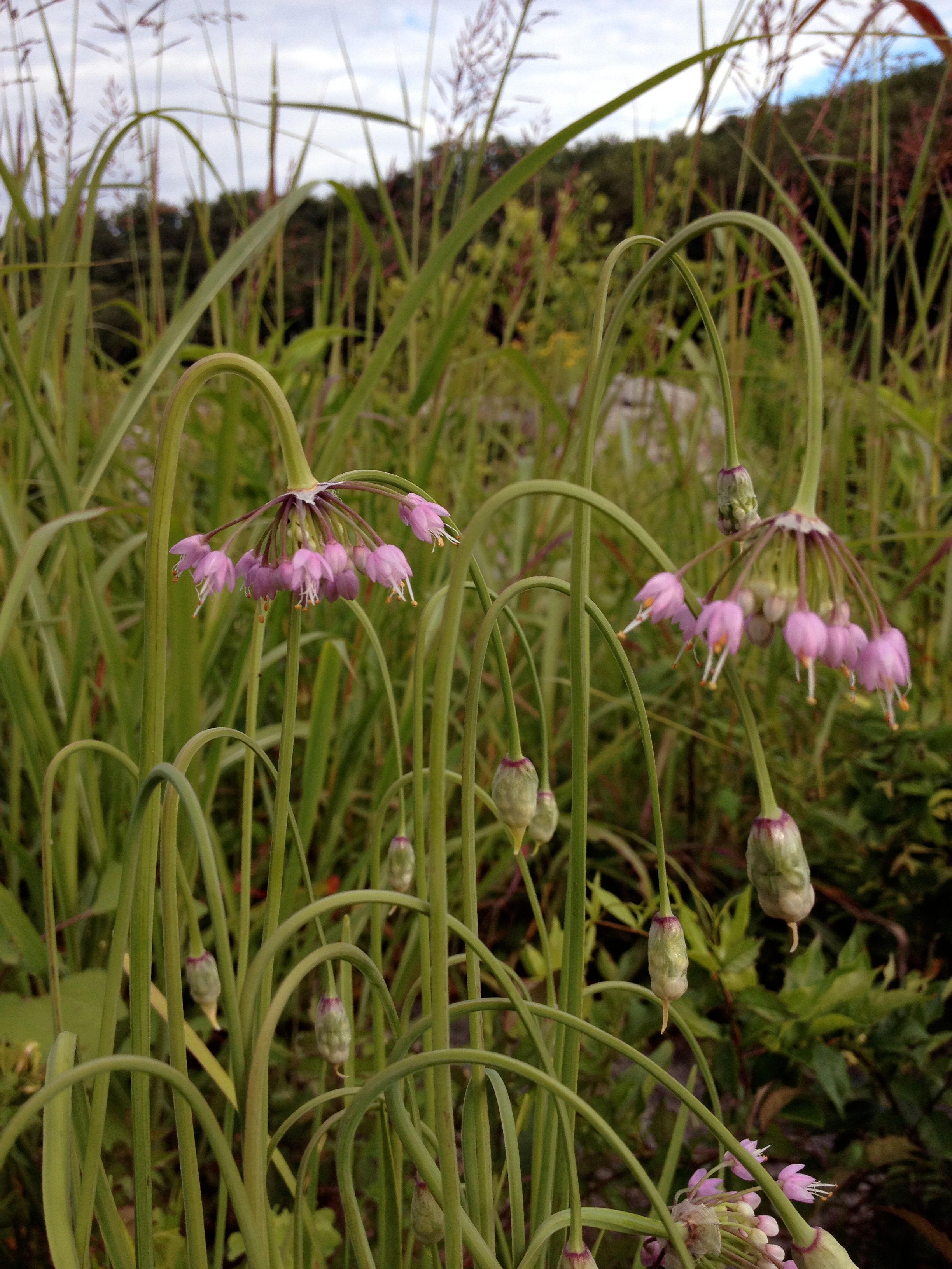 Allium cernuum (nodding onion)