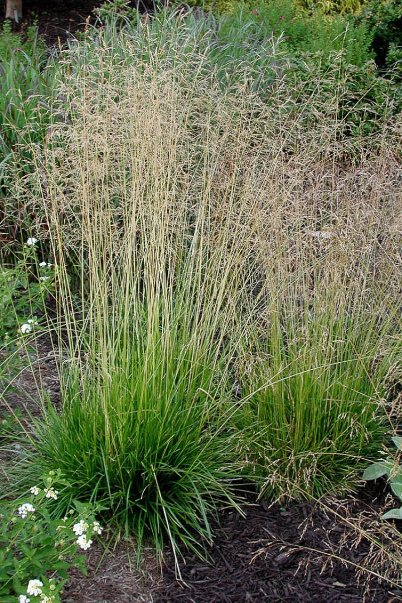 Deschampsia cespitosa (Tufted Hair Grass)