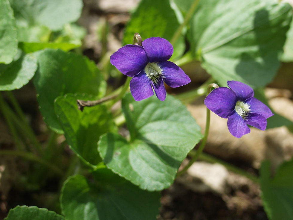 Viola sororia (Common Blue Violet)