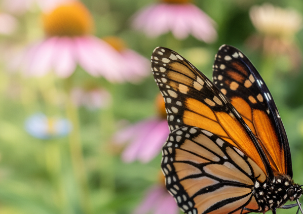Close-up view of a butterfly feeding on a native flowering perennial