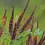Thumbnail: Amorpha fruticosa (false indigo bush)