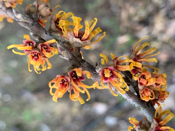 Hamamelis vernalis (Ozark witch hazel)
