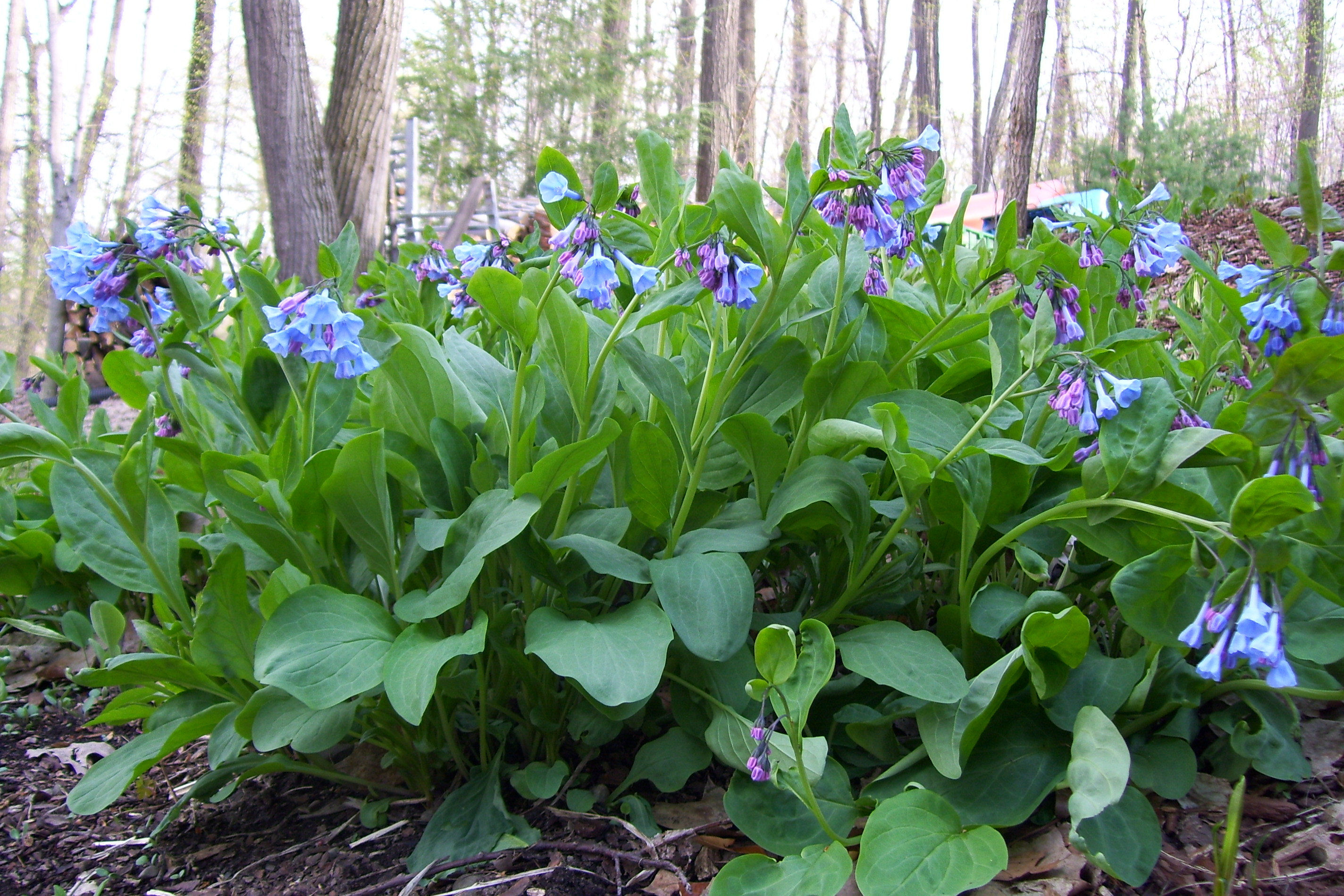 Mertensia virginica (virginia bluebells)