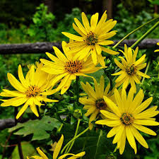 Silphium perfoliatum (cup plant)