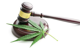 A Debate la Legalización de Drogas en México