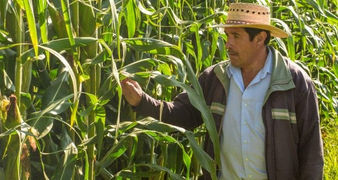 En riesgo 14 millones de empleos en el campo, por Covid-19: Syngenta