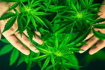 Marihuana, efectiva opción contra el dolor