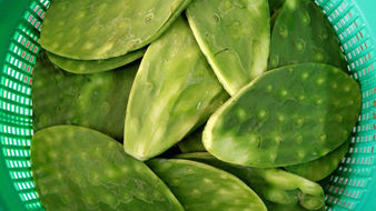 Los Beneficios del Nopal, la "Planta de la Vida"