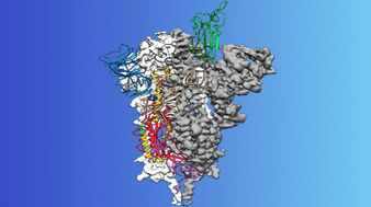 Prueban en ratones vacuna contra el coronavirus Covid-19