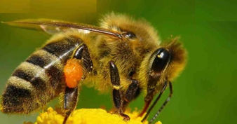 Melipona Beecheii, “La Abeja Sagrada Maya”