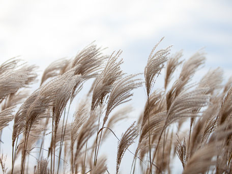 Wheat and Weed