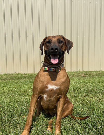 Marissa's Dogs-26_edited.jpg