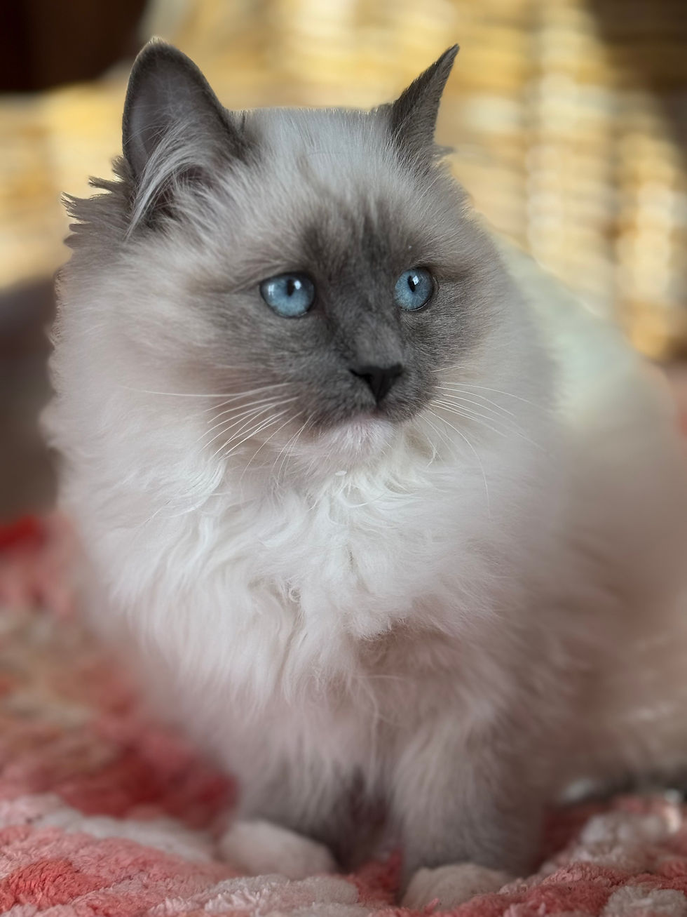 Salome Ela