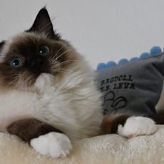 Ragdoll Seal mačka, s krásnou maskou.