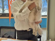 Cat show Ostrava