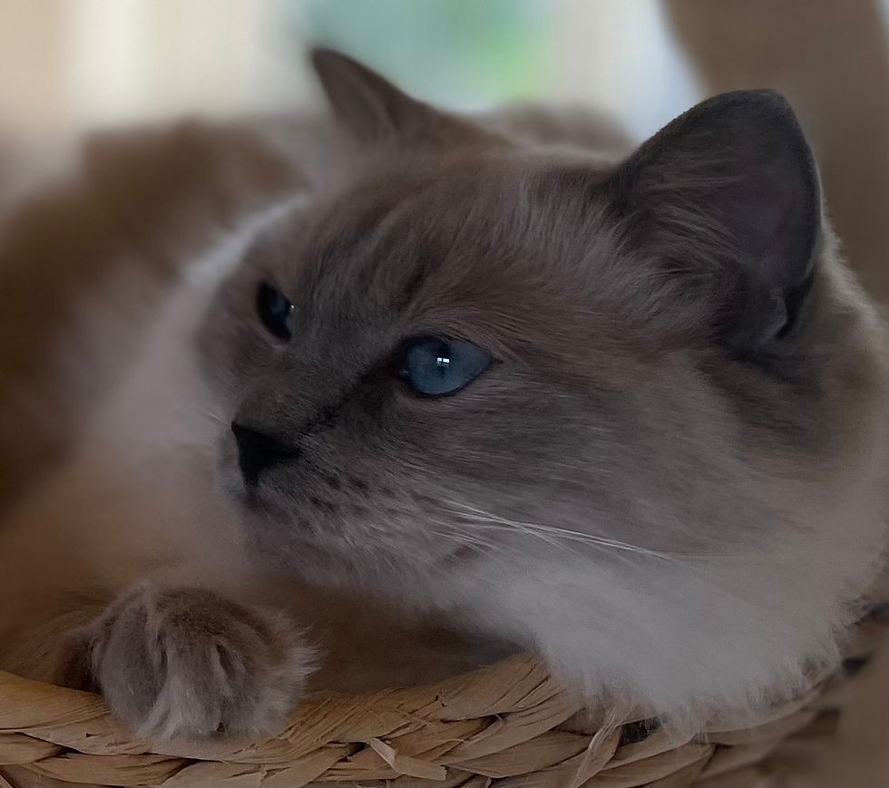 Leva Ragdoll - Zara 2.jpeg