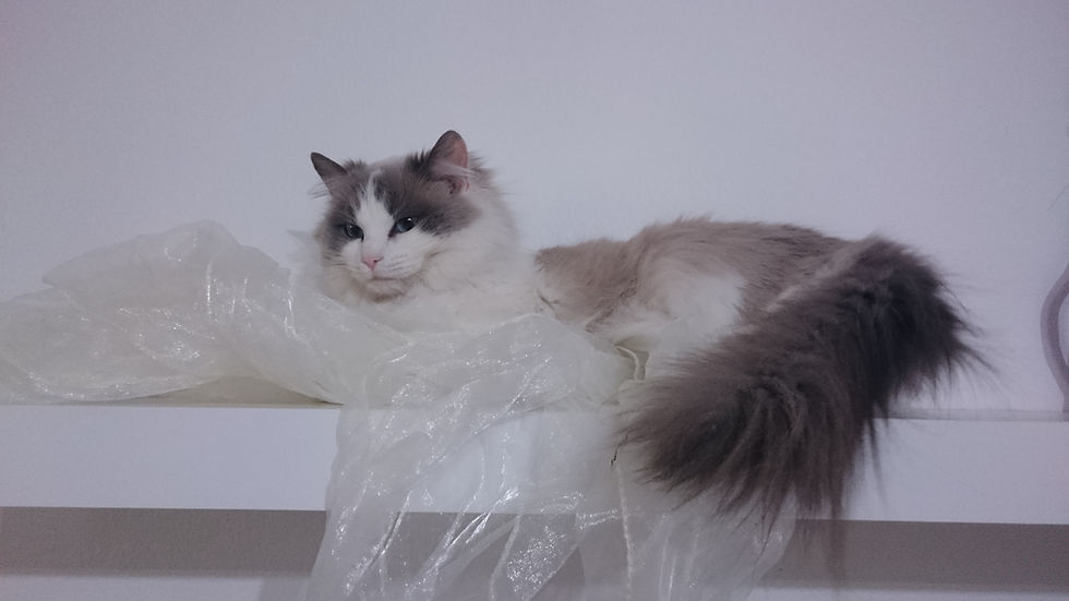 Leva Ragdoll - Helen 4.jpg