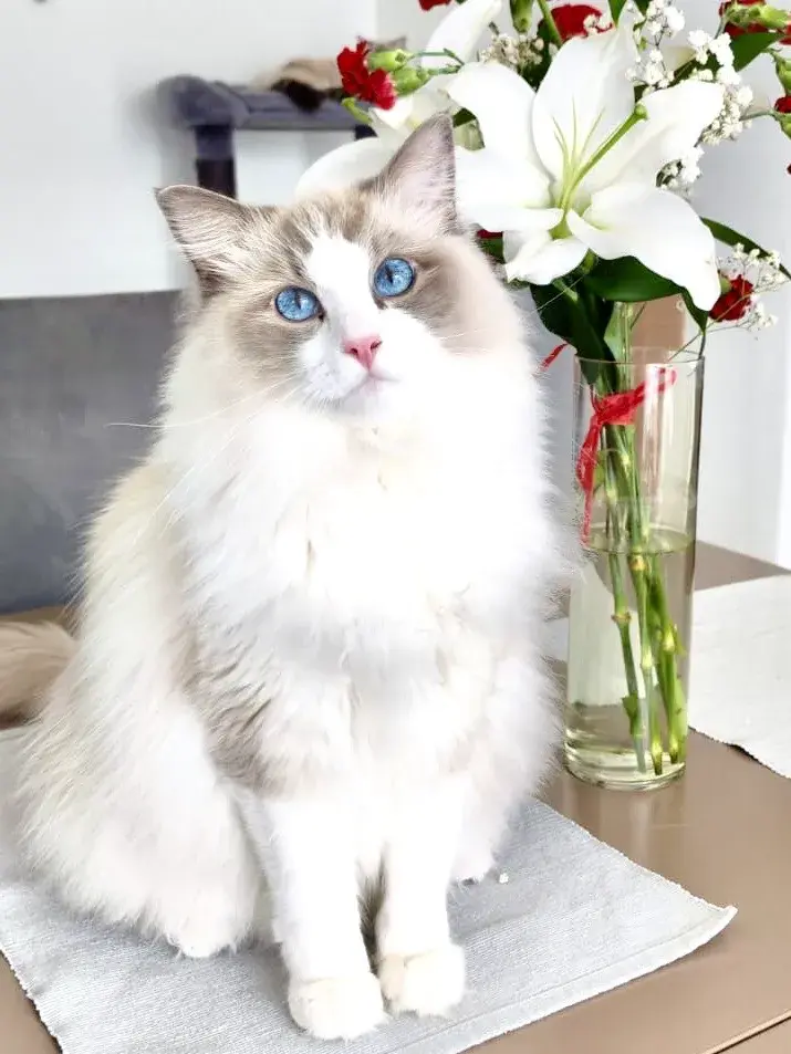 Ragdoll cat, with flower in background.