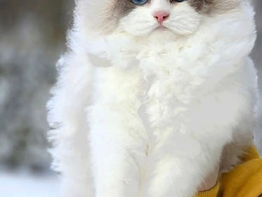 White Ragdoll Kitten, Ragdoll Leva