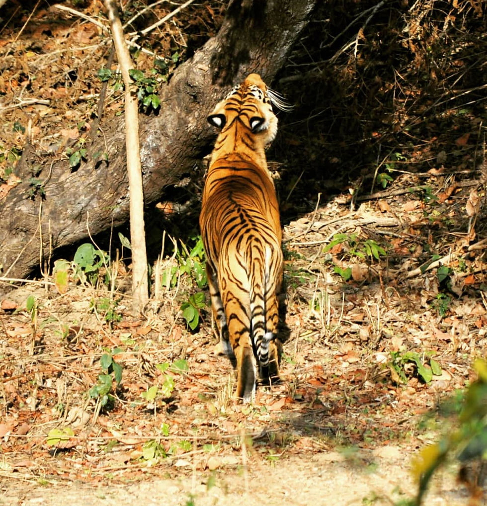 Corbett Tiger Reserve