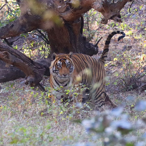 Ranthambore !!