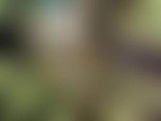 Spring on the farm & Alpaca shearing day 2024