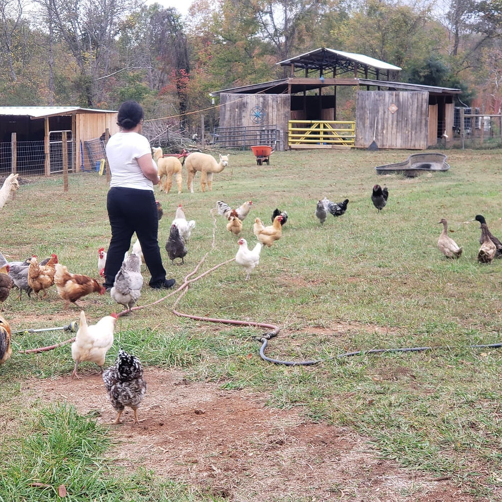 Year's end reflection - can't believe its been 3 years already since we purchased our little farm