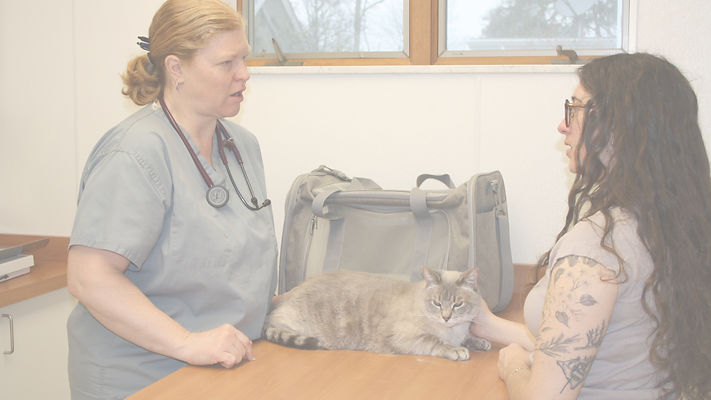 Urgent care exam at Brookeside Veterinary Hospital