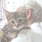 Vet holding kitten at Brookeside Veterinary Hospital