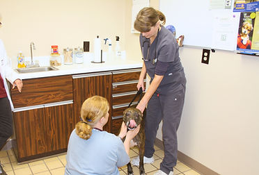 Dog floor exam at Brookeside eterinary Hospital