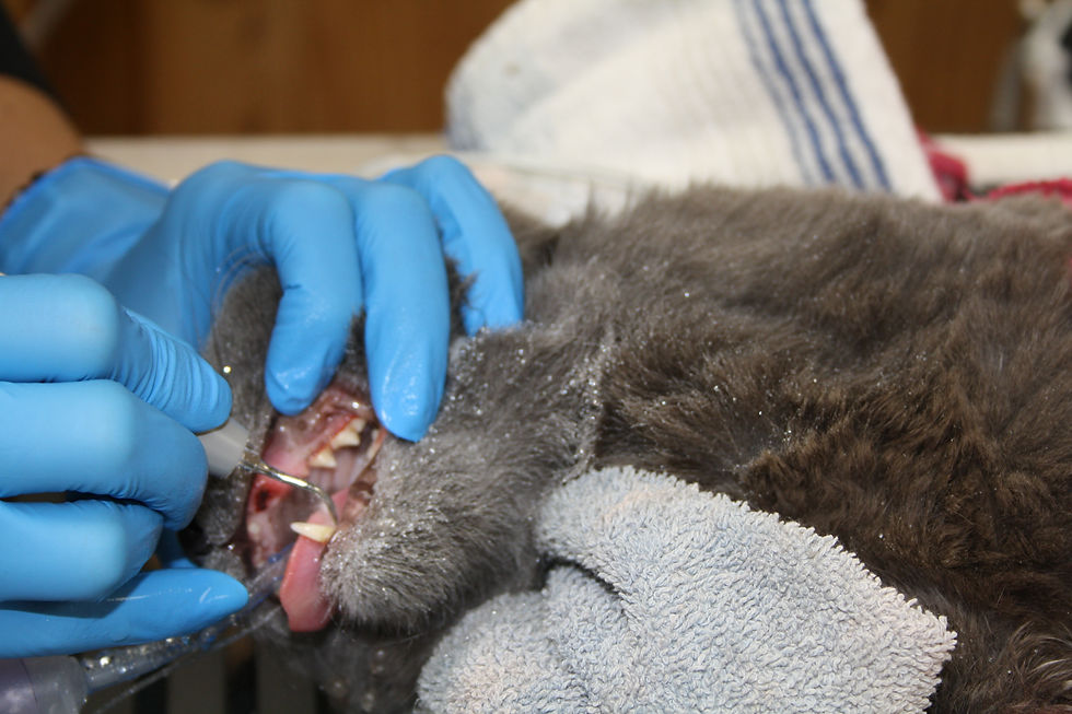 Cat Teeth Cleaning