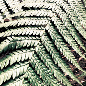 Jurassic Park Trail on Hualalai