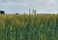Wheat 2025.jpg