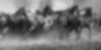 indian horses header.jpg