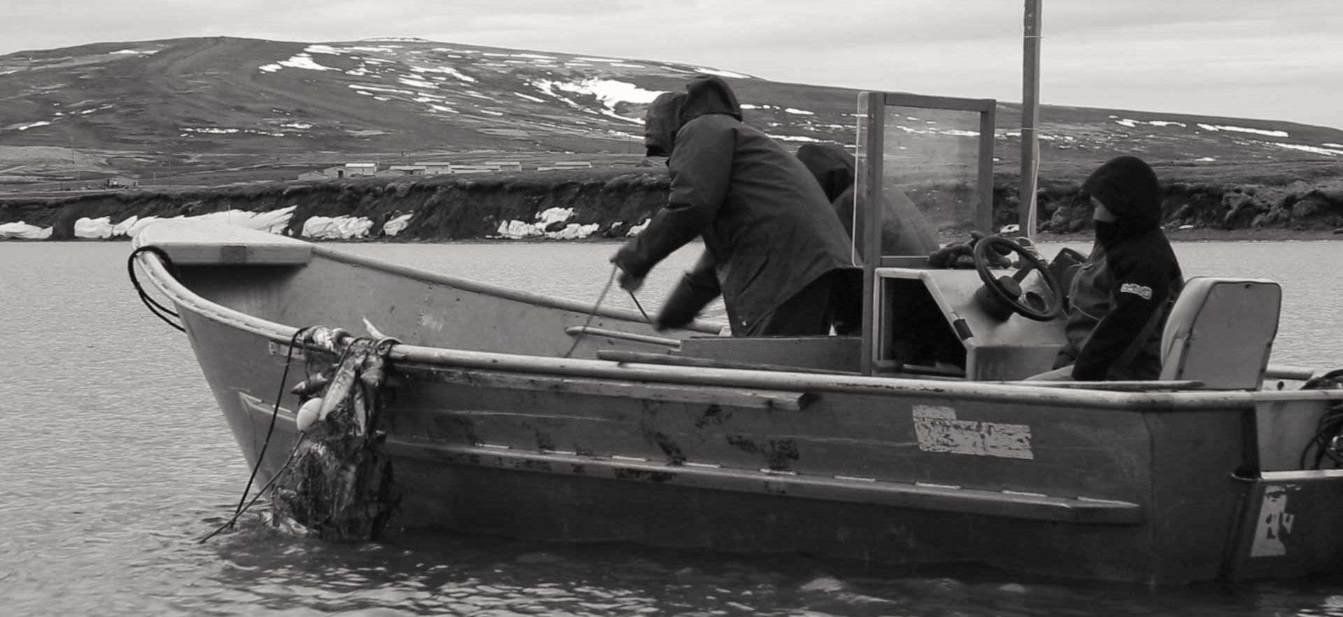 Herring, herring fishing, fish nets, Toksook Bay, Alaskan, Native Alaskan, Eskimo