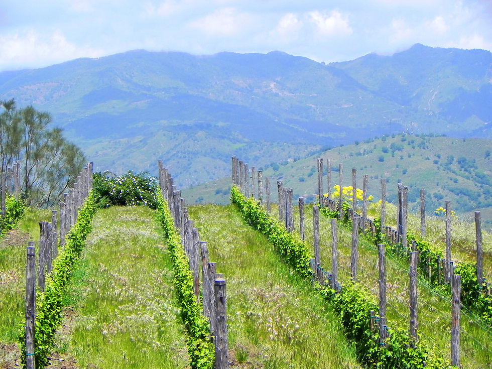 Sicily Vineyard