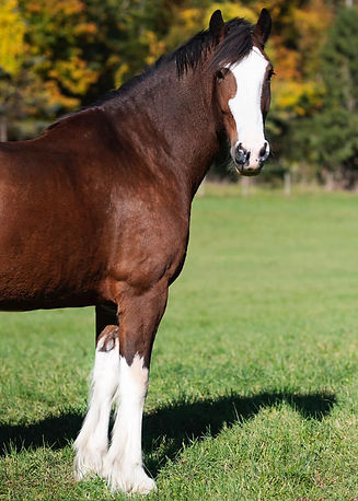 connecting with your horse
