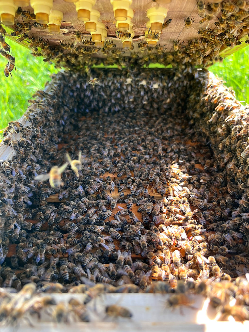Bienen drängen sich in einem offenen Bienenstock um unsere Königinnen Anzupflegen. Viele Bienen füllen den Raum, helles Sonnenlicht fällt von rechts ein. Grünen Hintergrund.