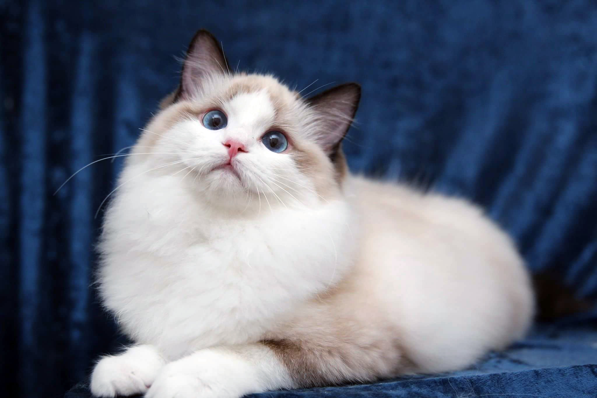 ragdoll cattery