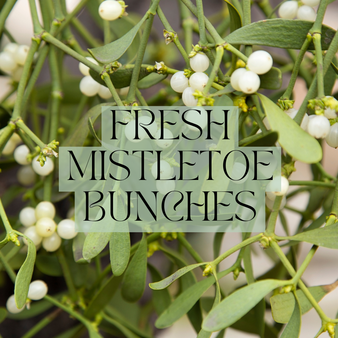 Christmas Fresh Mistletoe Bunches