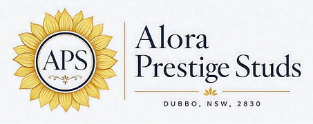 Alora Prestige Studs Logo_edited_edited.