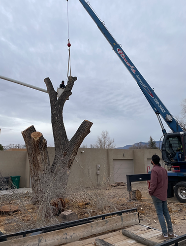professional tree removal by the ISA aborists at American Tree Services in Albuquerque