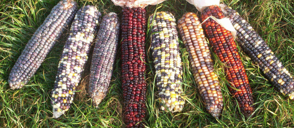 GMOs: Yay or Nay?