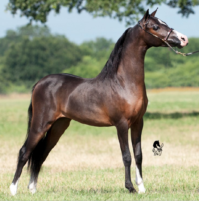 Vermilyea Farms Hersheys Magnifico
