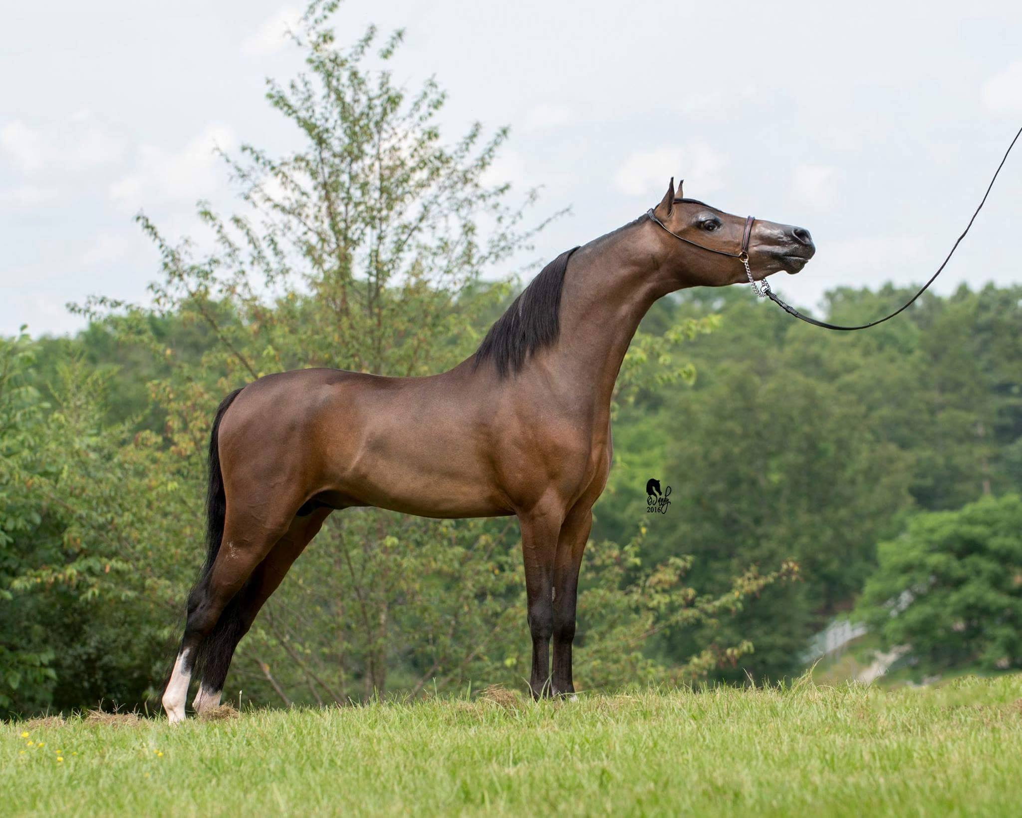 Modern Hershey's Spirit
