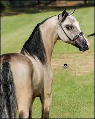 Rhapsody's Champaigne Reign
